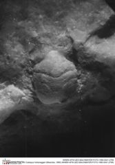 Historisches Foto von Coelopus hoheneggeri (Moericke, 1889) (NHMW-AFW-GEO-BACHMAYER-FOTO-1990-0041-2789)